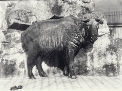 Takin, noto anche come camoscio bovino o capra gnu, allo Zoo di Londra da Frederick William Bond